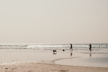 people walking on the beach with dogs