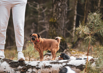 Small brown dog on a log. Mongrel doggy standing on a fallen birch tree and looking at the legs of the owner. Selective focus on the details, blurred background.