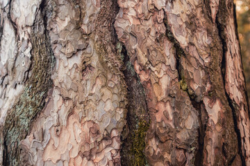 écorce de l'arbre