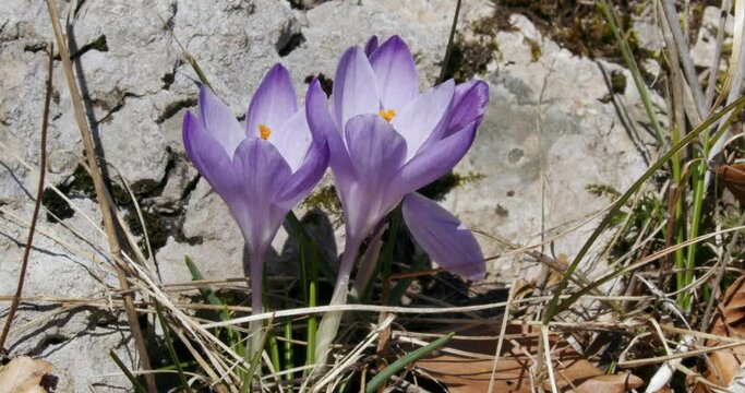 Crocus vernus (Spring Crocus, Giant Crocus) from the Velebit mountain in early spring