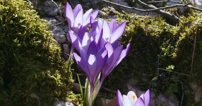 Crocus vernus (Spring Crocus, Giant Crocus) from the Velebit mountain in early spring