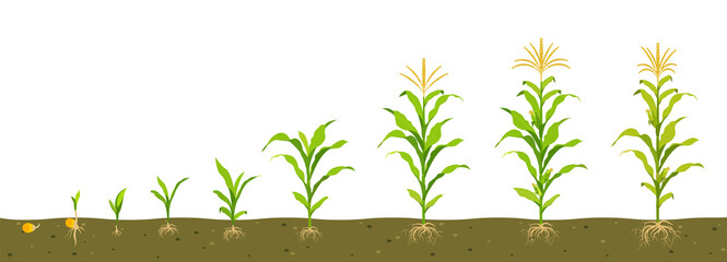 Growth cycle of corn in the soil. Seed germination, root formation, shoots with leaves and the harvesting stage. © JuliaBliznyakova