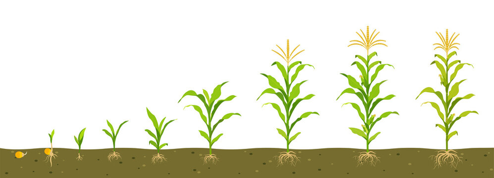 Growth cycle of corn in the soil. Seed germination, root formation, shoots with leaves and the harvesting stage.