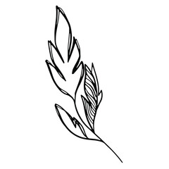 Delicate black and white sketch of leaves. Vector illustration in hand drawn style.