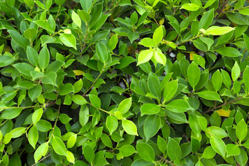 Fototapeta na wymiar Green leaf background. Leaves texture.