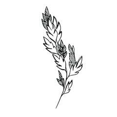 Delicate black and white sketch of leaves. Vector illustration in hand drawn style.