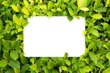 Green leaf background. Leaves texture. White blank sheet.