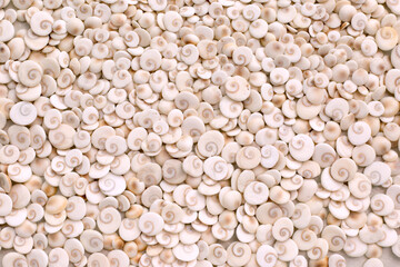 Light eye of shiva shell background