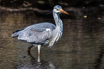 Grey heron, Ardea cinerea, a massive gray bird wading through a flat lake searching for fish