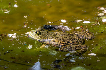 Naklejka na ściany i meble Common frog, Rana temporaria, single reptile croaking in water
