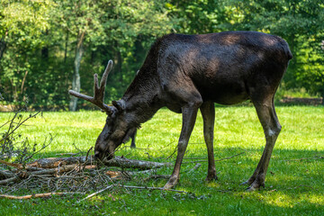European Moose, Alces alces, also known as the elk