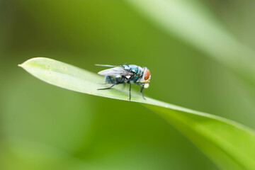 fly on leaf