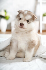 One month old Alaskan malamute puppy sitting covered with a blanket on the floor in the room