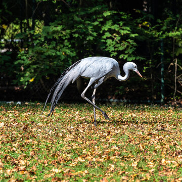 The Blue Crane, Grus paradisea, is an endangered bird