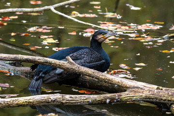The great cormorant, Phalacrocorax carbo sitting on a branch