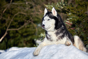 Naklejka premium Siberian husky dog sunny portrait