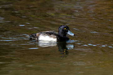 Wild duck at the Kleinhesseloher Lake in English Garden in Munich, Germany