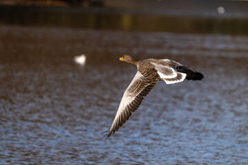 The flying greylag goose, Anser anser is a species of large goose