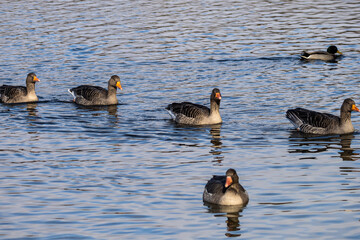 The greylag goose, Anser anser is a species of large goose