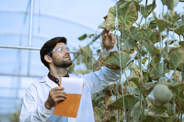 Young agro-engineer looking at foliage of cucumber plants while making research