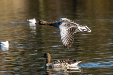 The greylag goose, Anser anser is a species of large goose