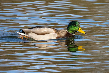 Wild duck or mallard, Anas platyrhynchos swimming in a lake