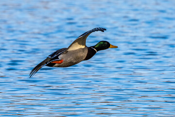 Obraz premium Wild duck or mallard, Anas platyrhynchos flying over a lake