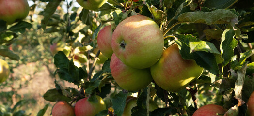Apple orchard. Ripe apples in the garden ready for harvest.