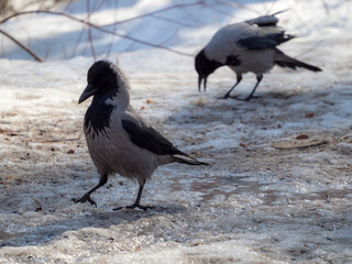 two crows on melting snow