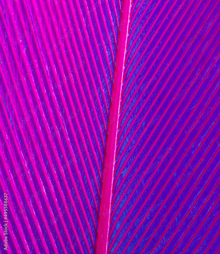 Wall mural Purple feather on a blue background.