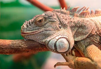 Portrait of a chameleon in the zoo.