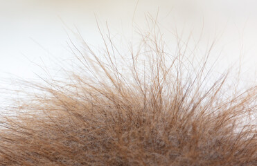 Hair on the hump of a camel.