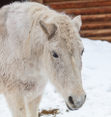 Portrait of a white horse in the winter