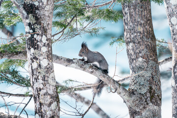 北海道の3月、晩冬のエゾリス。
