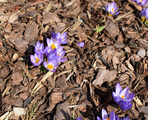flourishing in spring purple crocuses
