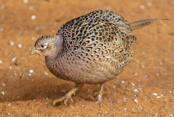 Portrait of a pheasant in the zoo.
