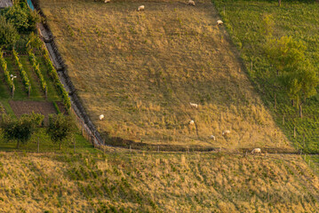 Sheeps grazing on a field. Aerial view. Rural landscape with farm animals.