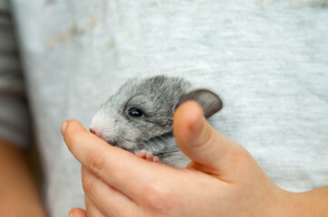 Our little gray chinchilla looks ahead, sits on his hands and looks curiously