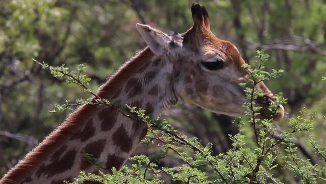 Close up shot of giraffe eating leaves off of a tree or bush.