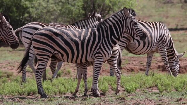 Zebra standing with group of zebras in a field in South Africa.