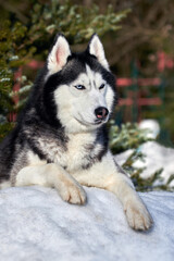 Siberian husky dog sunny winter portrait