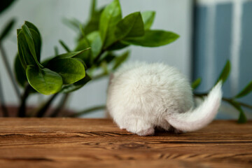 Our little white chinchilla turned away and sniffs a green plant, fluffy tail