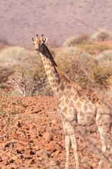 Closeup of Angolan Giraffe - Giraffa giraffa angolensis- head sticking out from the bushes of the Namibian desert.