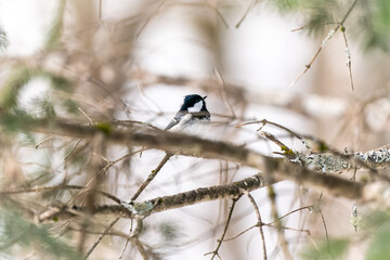 北海道の3月、晩冬のヒガラ。
