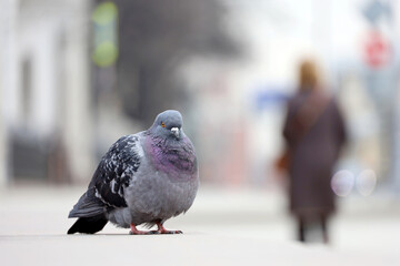 Pigeon sitting on city street on walking woman background. Urbanization, environment concept