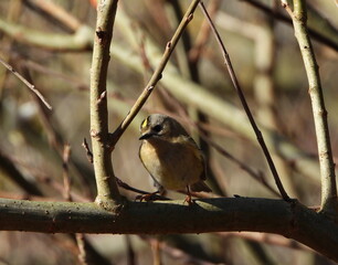 The goldcrest (Regulus regulus) is a very small passerine bird in the kinglet family. 