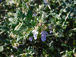 Fototapeta premium Shrubby germander, or Teucrium fruticans flowers, at springtime