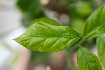 green leaf with drops