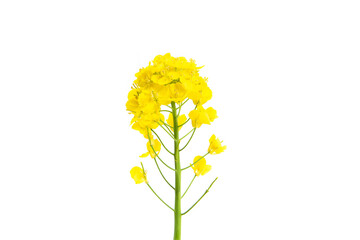 Rapeseed blossom flower isolated on white background. 