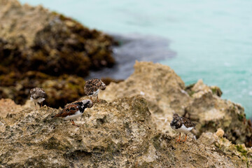 Rocky stone sea coast.Dominican Republic, Caribbean Sea